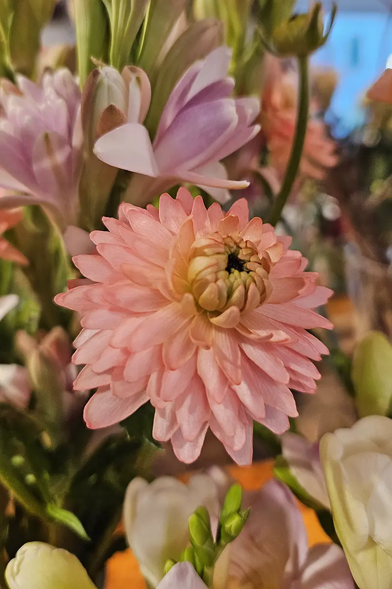 Saisonale Blumenauswahl bei Bluemeria Bäretswil