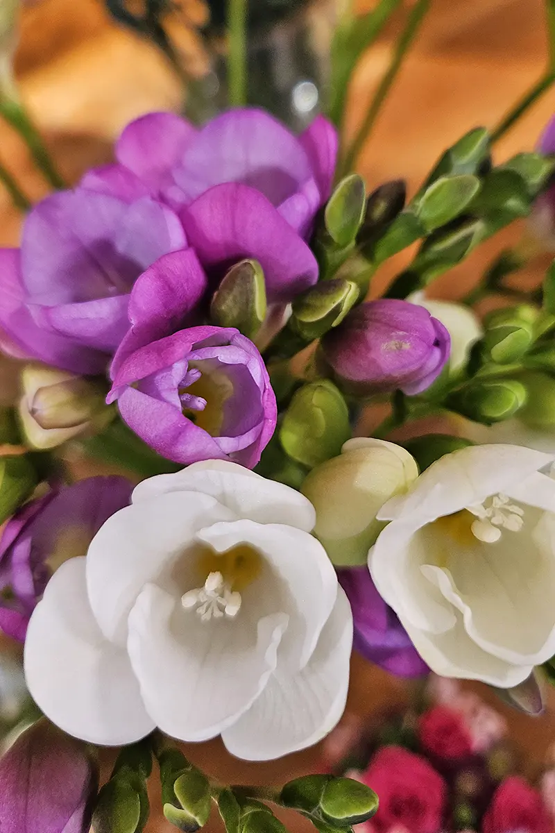 Saisonale Blumenauswahl bei Bluemeria Bäretswil