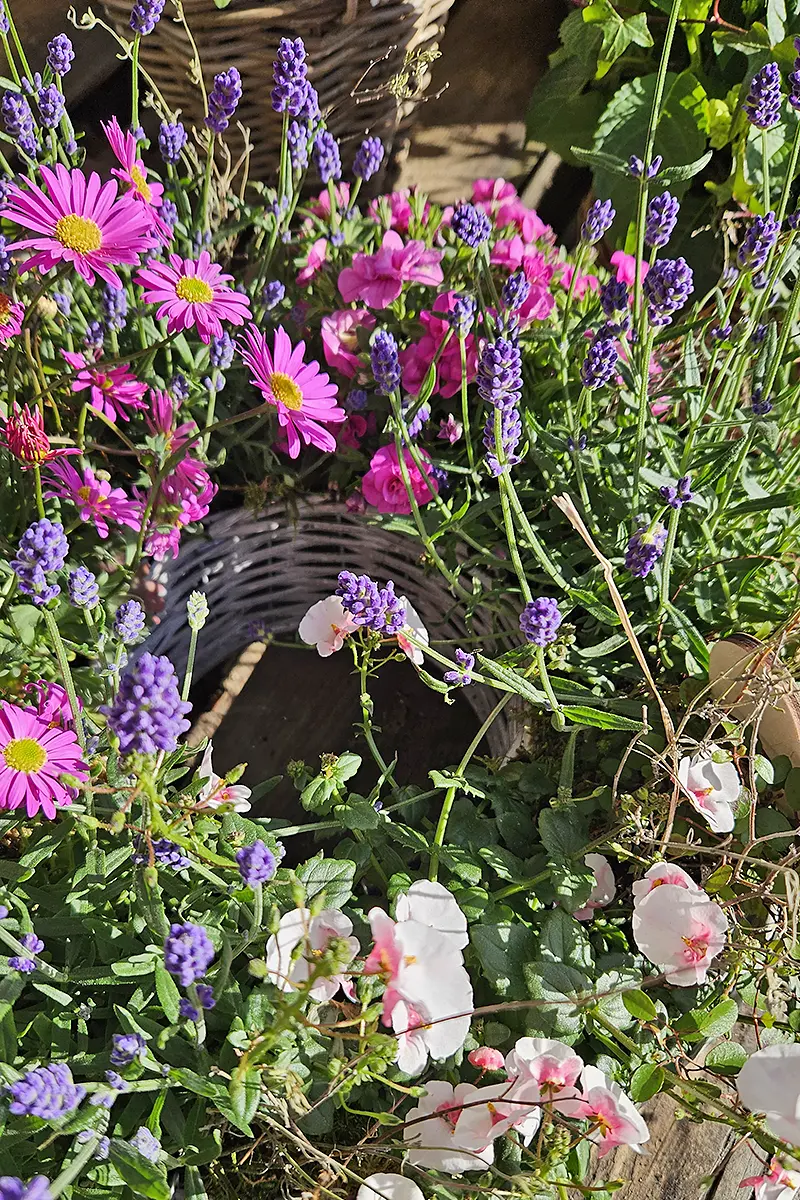 Saisonale Blumenauswahl bei Bluemeria Bäretswil