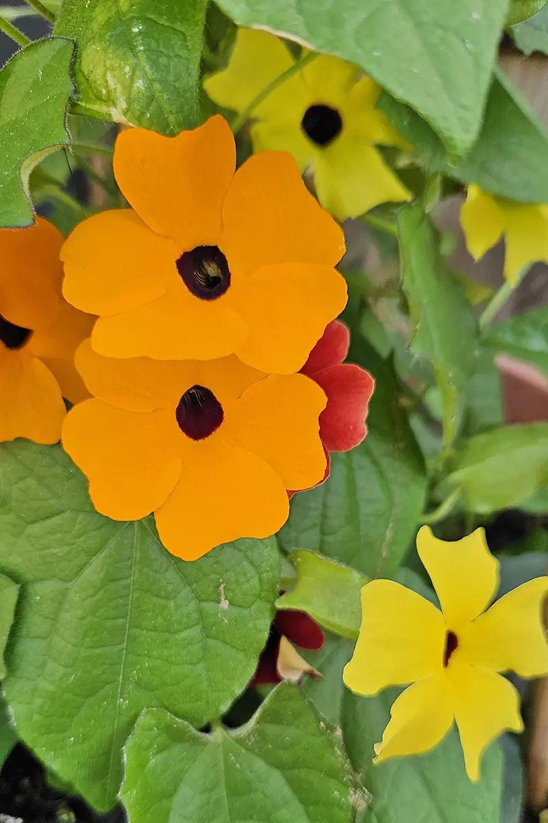 Saisonale Blumenauswahl bei Bluemeria Bäretswil